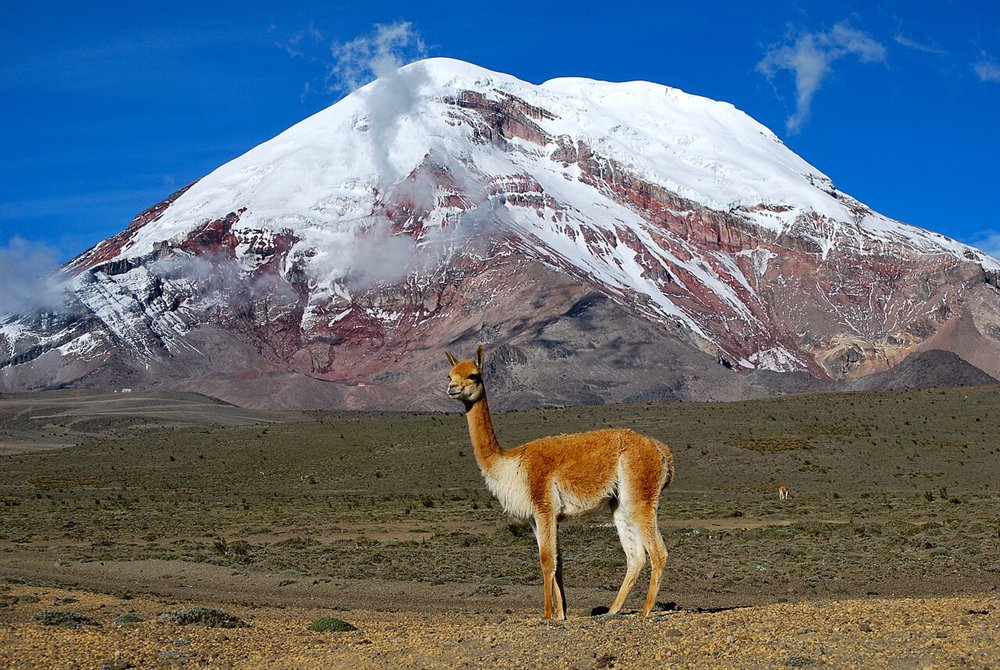 Vicuña frente al nevado Chimborazo