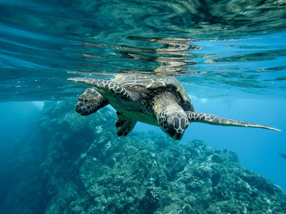 Tortuga marina en Galápagos