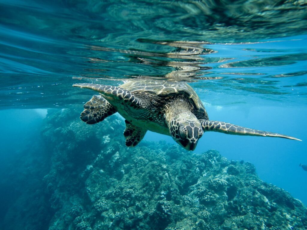 Tortuga marina en aguas cristalinas